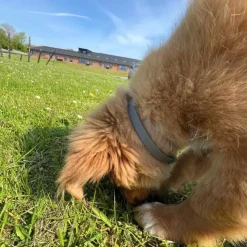 Ollipet Tic Collar | Naturlig Flåthalsbånd