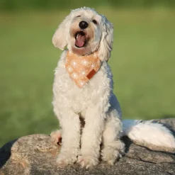 Ollipet Trendy Bandana