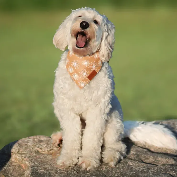 Ollipet Trendy Bandana