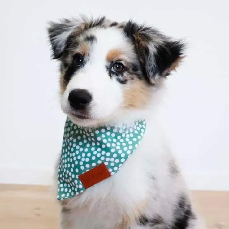 Ollipet Trendy Bandana