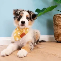 Ollipet Trendy Bandana
