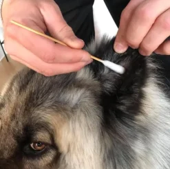Ollipet Vatpinde | ekstra lange og store
