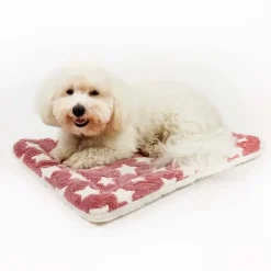 Ollipet Wellness Madras