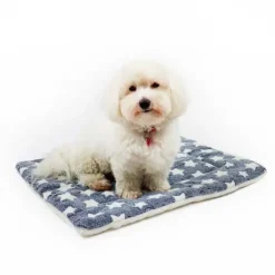 Ollipet Wellness Madras