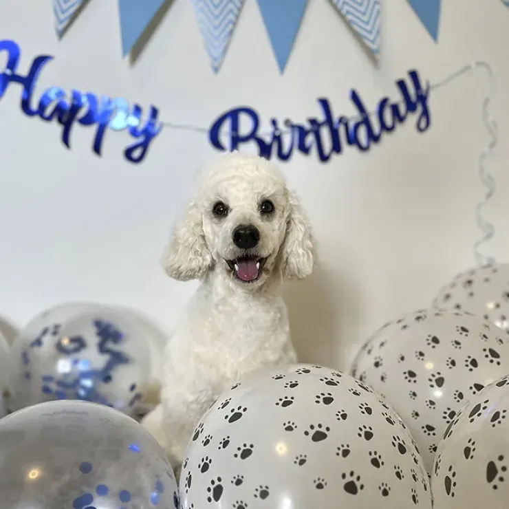 Ollipet WOOF Party Pakke