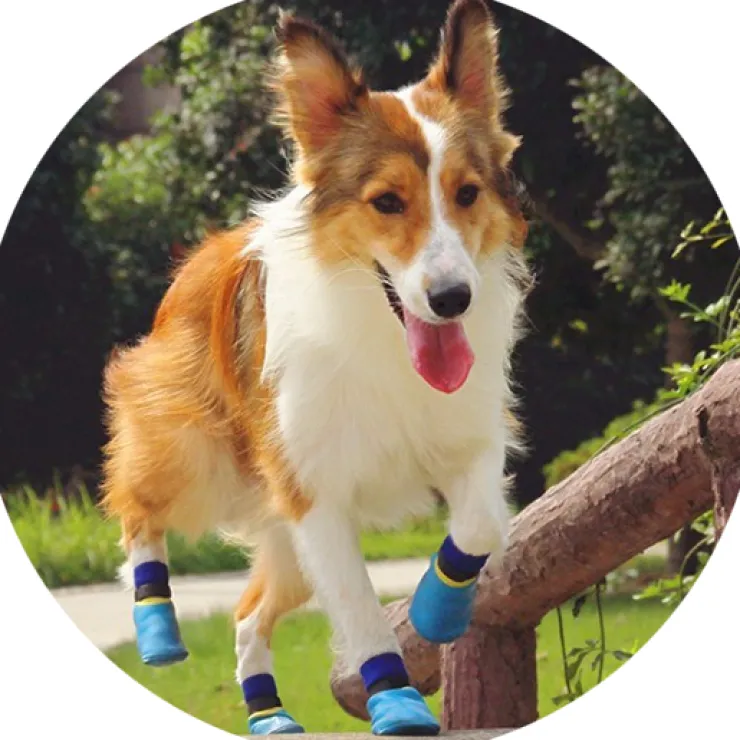 Outdoor waterproof pet socks - kort skaft