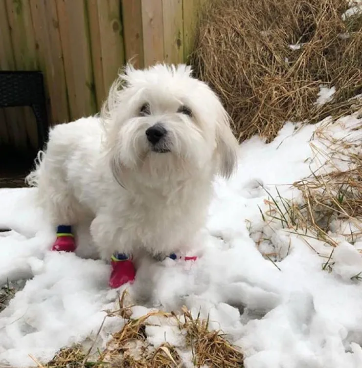 Outdoor waterproof pet socks - kort skaft