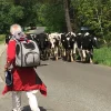 Ozami Luksus hundetrolley / rygsæk