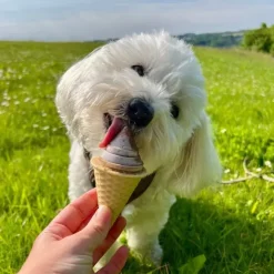 Pakketilbud | FrostSnack Hundeis med Oksepaté