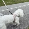 Pakketilbud | Ollipet For Wagging tails sele og snor