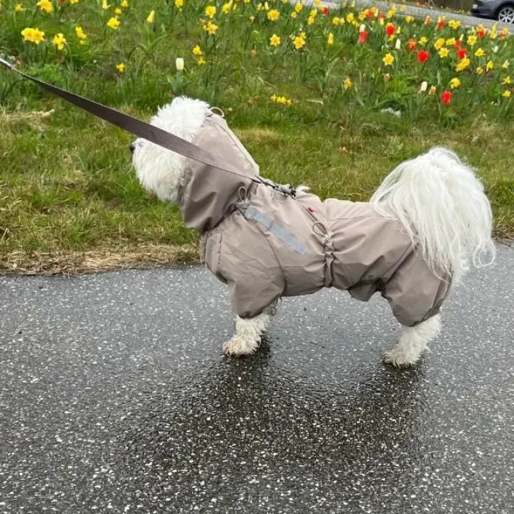 Pakketilbud | Ollipet Poncho m. snor
