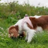 Pakketilbud | Ollipet Teddy Sæt | Lyserød
