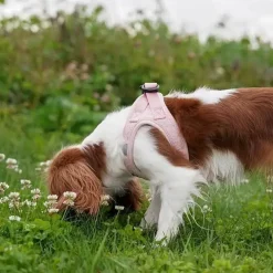 Pakketilbud | Ollipet Teddy Sæt | Lyserød