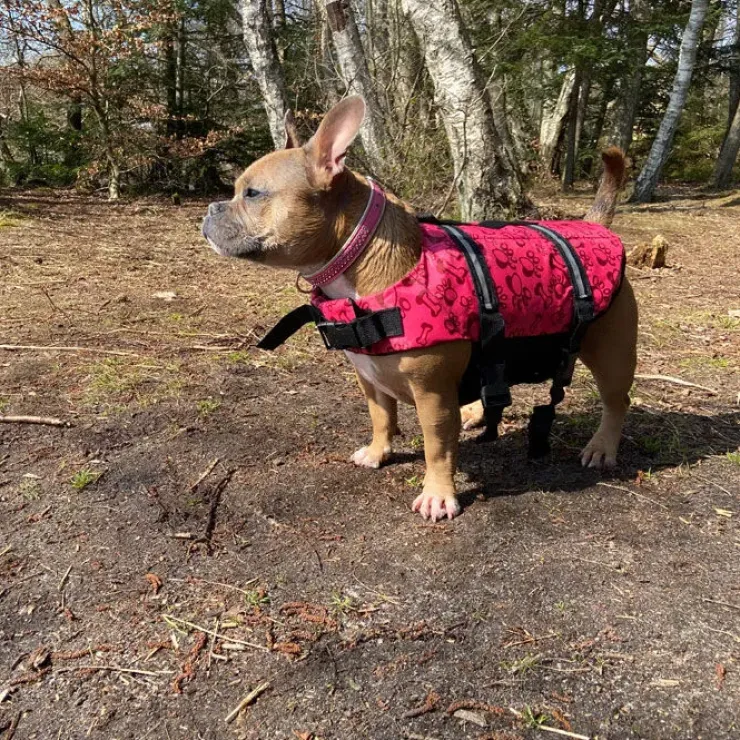 Redningsvest til små hunde