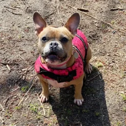 Redningsvest til små hunde