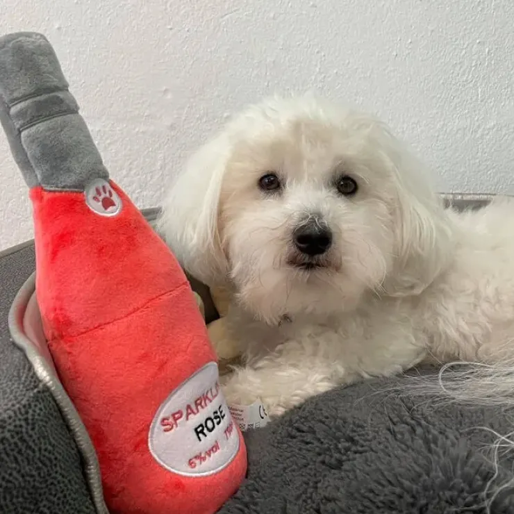 Rose Sparkling plysflaske