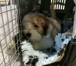 Skudo hundetransportbur