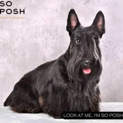 So Posh Professional I'm So Harsh Shampoo | 250 ml