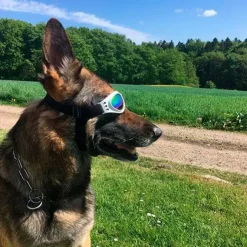 SportyDog hundesolbriller