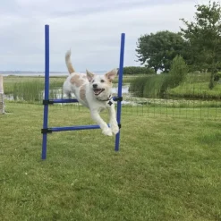 Trixie Agility Ring