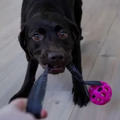 Trixie Bungee Tugger med bold