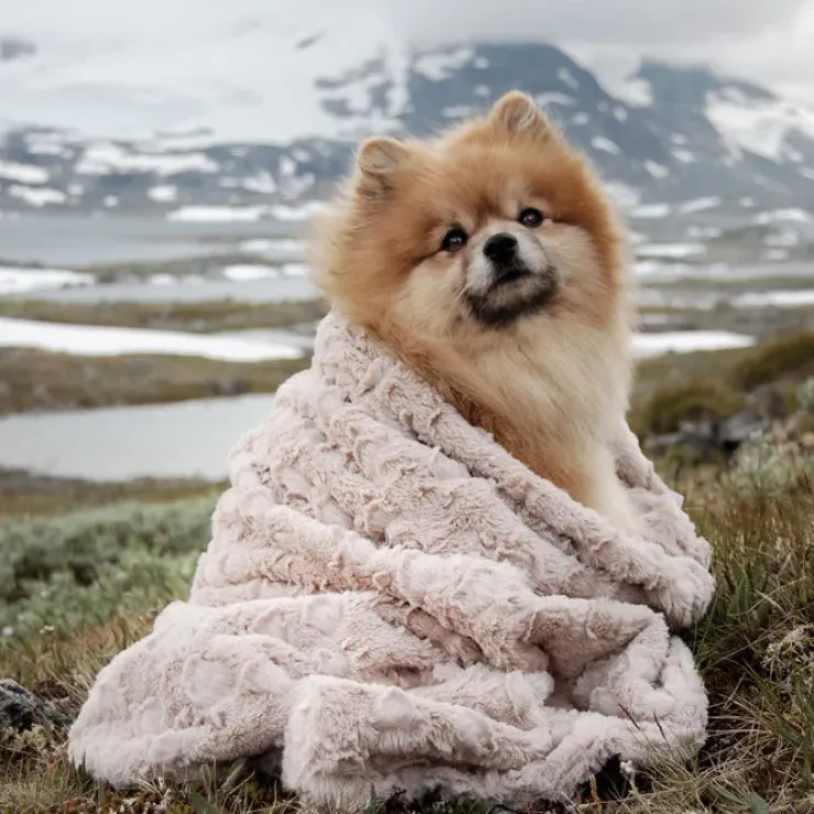 Trixie Cosy hundetæppe