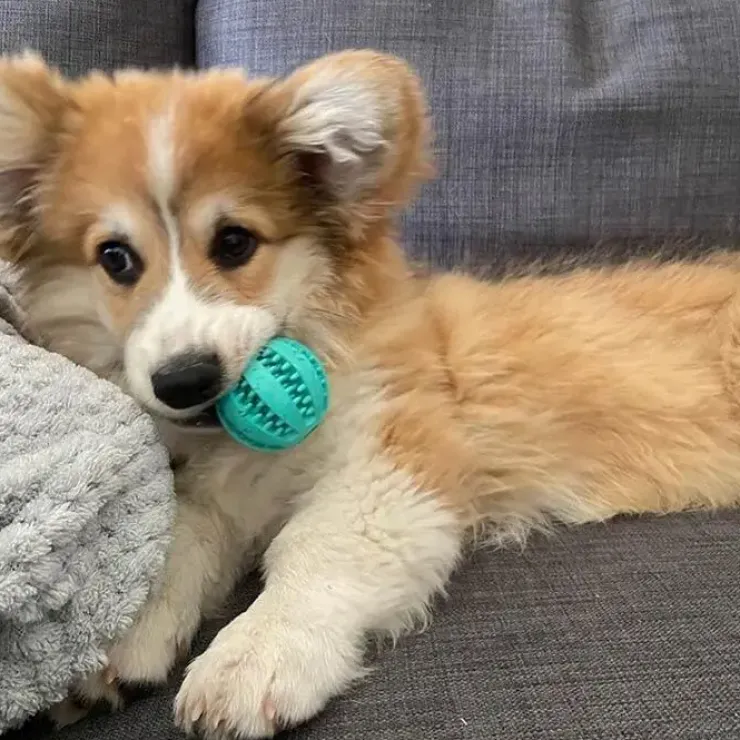 Trixie Mintfresh dental bold