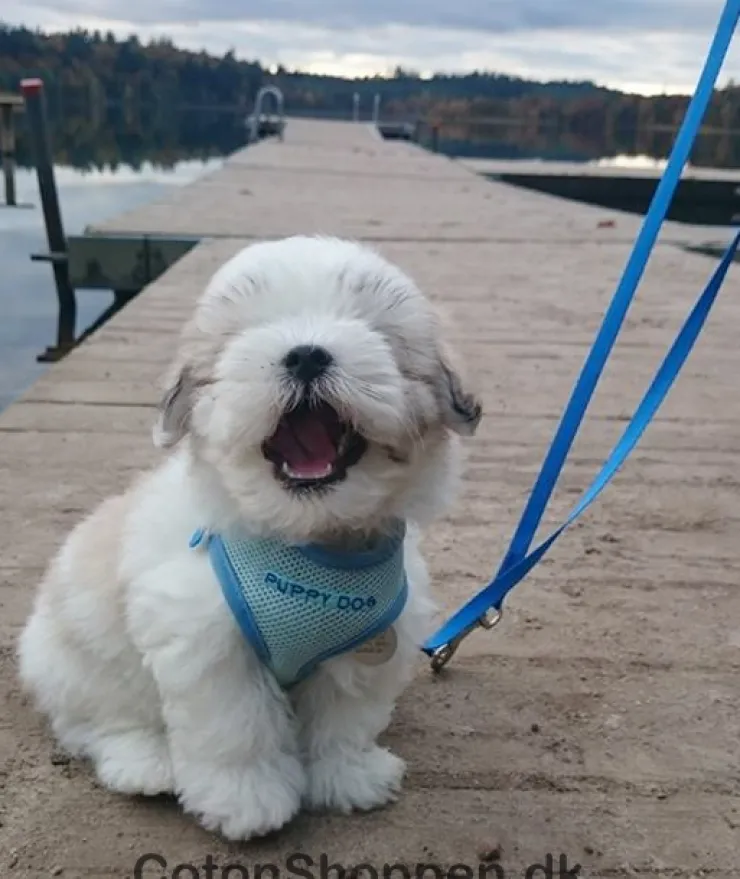 Trixie Puppy Dog hvalpesele og line