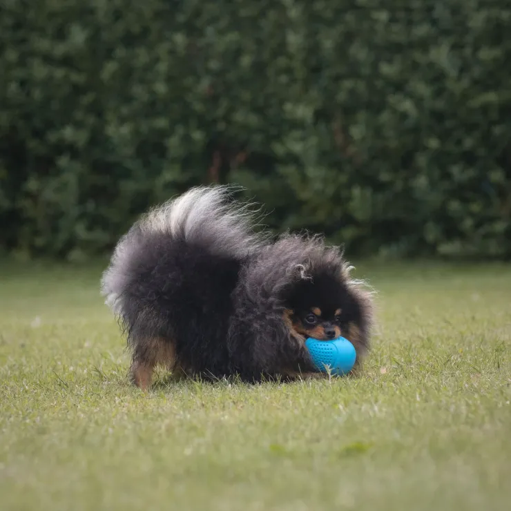 Trixie Roly Poly Snack æg