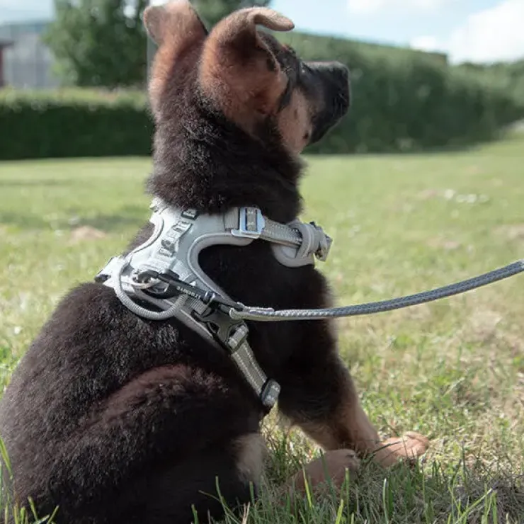 TrueLove Explosion Proof | LUKSUS Hundesele