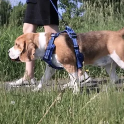 TrueLove Explosion Proof | LUKSUS Hundesele