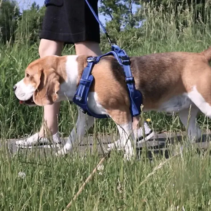 TrueLove Explosion Proof | LUKSUS Hundesele