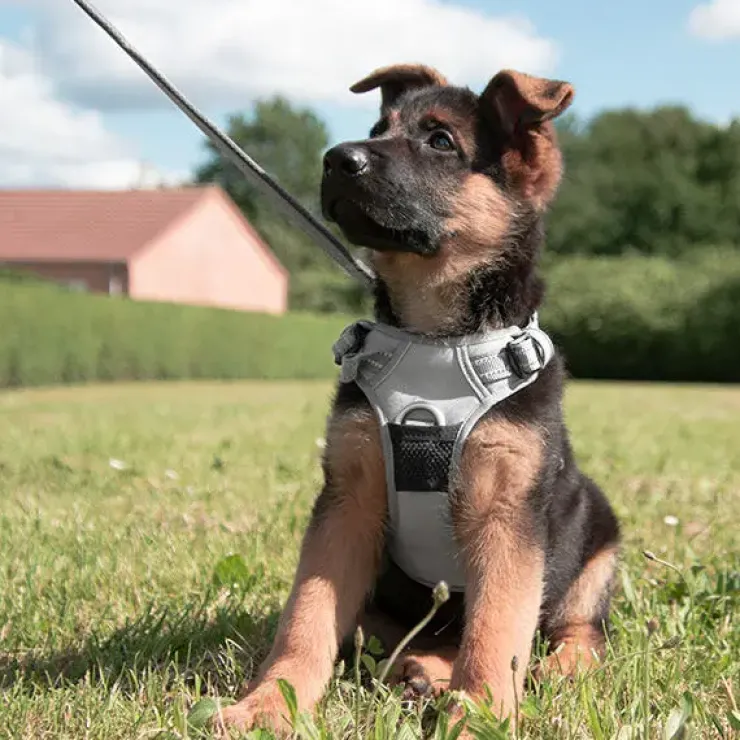 TrueLove Explosion Proof | LUKSUS Hundesele