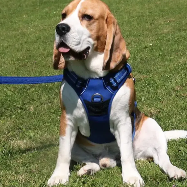 TrueLove Explosion Proof | LUKSUS Hundesele