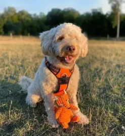 TrueLove Explosion Proof | LUKSUS Hundesele