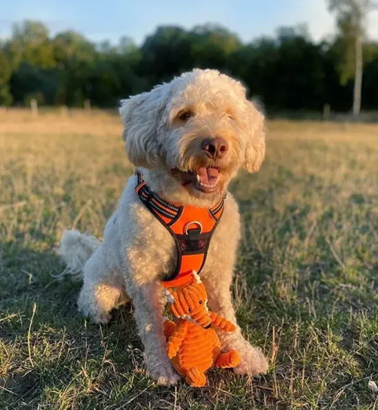 TrueLove Explosion Proof | LUKSUS Hundesele
