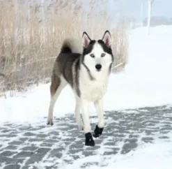 Walker Active Protective boots | hundestøvler 2 stk.