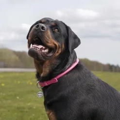 Waudog Rundsyet Læder Halsbånd